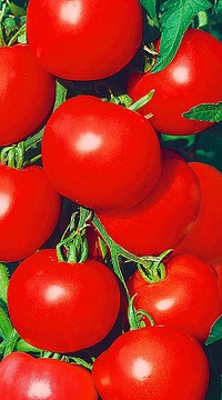 Чудо-помидор Снегопад F1