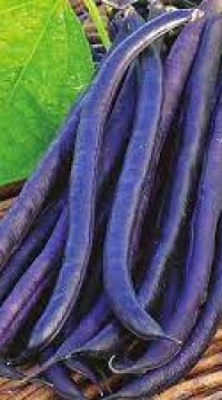 Фасоль овощная Пурпурная Королева