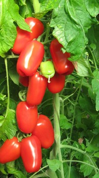 Томат Затейник F1