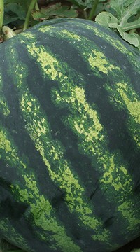 Арбуз Романза F1 Голладия