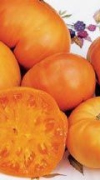 Томат Амано оранж