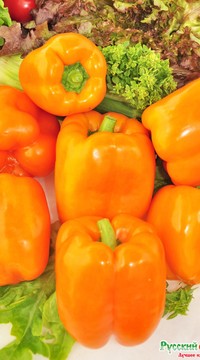 Перец Гренада F1 НК