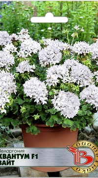 Пеларгония Квантум Вайт F1