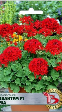 Пеларгония Квантум Ред F1