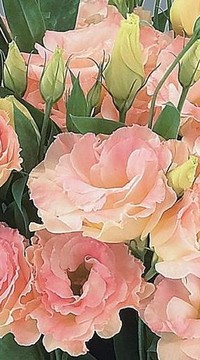 Эустома Супер Мэджик шампань махровая F1