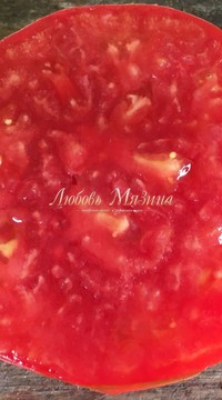 Томат Башкирский Красавец