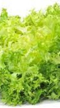 Салат Фриссе зеленый листовой