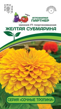 Цинния Желтая субмарина георгиновидная