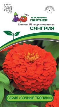 Цинния Сангрия георгиновидная