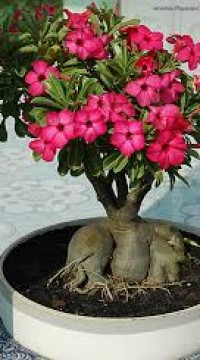 Адениум Arabicum Роза пустыни