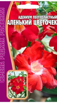 Адениум Аленький цветок