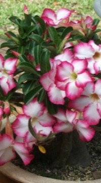Адениум тучный Все звезды