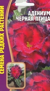 Адениум Черная птица