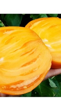 Томат Желтый волынщик