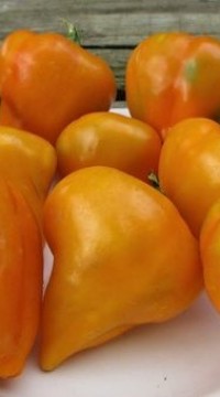 Перец сладкий оранжевая Леся