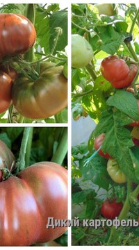 Томат-гном Картофельный лист (Dwarf Wild Spudleaf)
