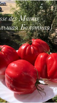Томат Большая болотная
