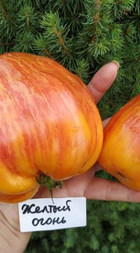 Томат Желтый огонь