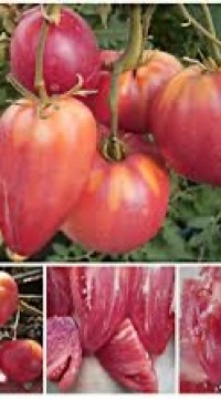 Томат Домашнее сердце Гонсиоровских