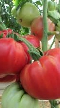 Томат Самый лучший Маслова
