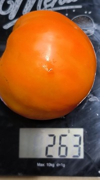 Томат Персик от Кодзасовой