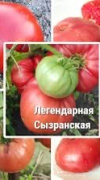 Томат Сызранская Розовая Ранняя Помидора
