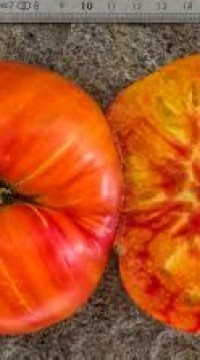 Томат Мамины