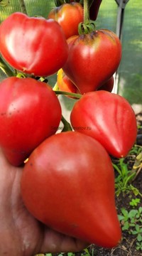 Томат Клубничный сержант