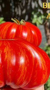 Томат Вечерние Алматы