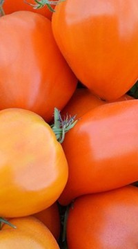Томат Ночная свеча