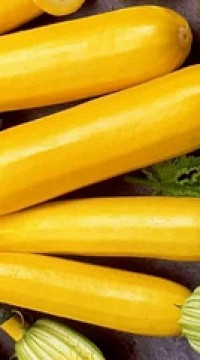 Кабачок Оранжевый король
