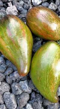 Томат Изумрудная карамель Елены (от Софии Сааковой)