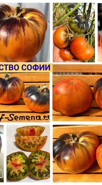 Томат Блаженство Софии (Софии Сааковой)
