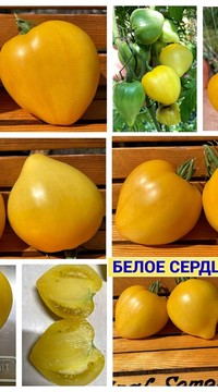 Томат Белое сердце Софии (от Софии Сааковой)
