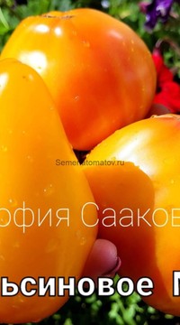 Томат Апельсиновое манго