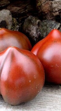 Томат Сказочное трюфельное сердце от Софии Сааковой