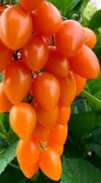 Томат черри Виноградное мороженое