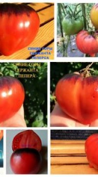 Томат Синие горы Сержанта Пеппера
