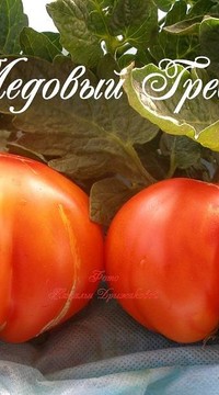 Томат Гребень медовый (от Софии Сааковой)