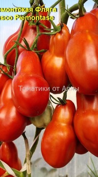 Томат Пьемонтская Фляга