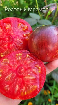 Томат Розовый мрамор