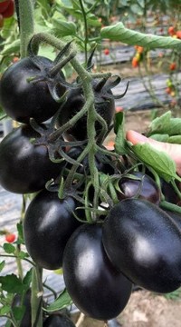 Томат Дип перпл