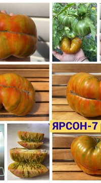 Томат Ярсон 7