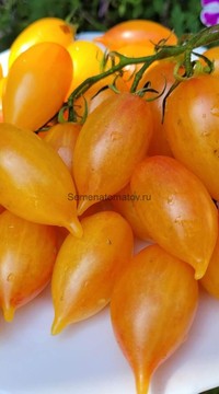 Томат Волшебная сказка