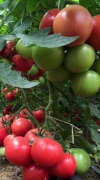 Томат Мэй Шуай F1