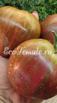 Томат Гном Осенняя королева золотая