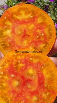 Томат Гном Красота прибоя