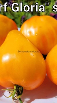 Томат Гном Угощение Глории