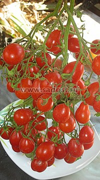 Томат-черри Японская кисть