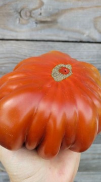 Томат Плиссированный сердолик